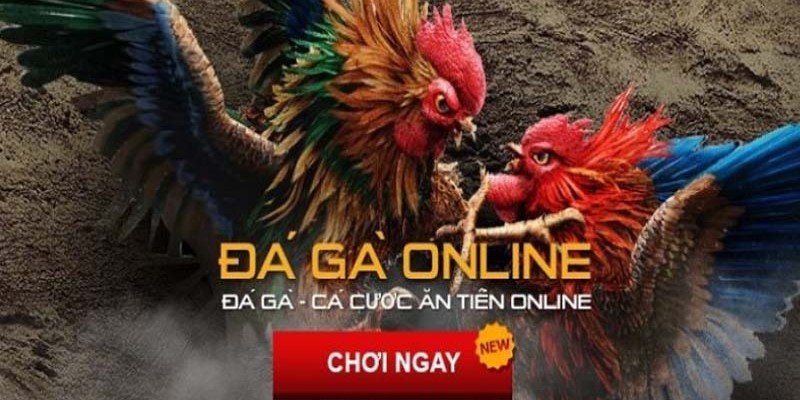 Game đá gà online - Hình thức cá cược giải trí được nhiều anh em tham gia