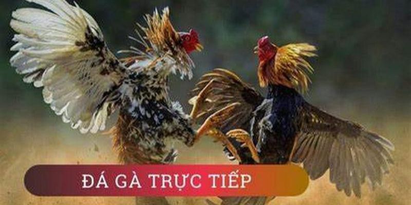 Trang đá gà trực tiếp với các trận đá gà nổi tiếng thế giới