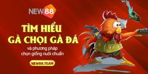 6 tim hieu ga choi ga da va phuong phap chon giong nuoi chuan